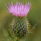 Thistle flower